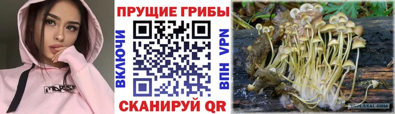 Галлюциногенные грибы Psilocybine cubensis  хочу   hydra рабочий сайт  Куровское 